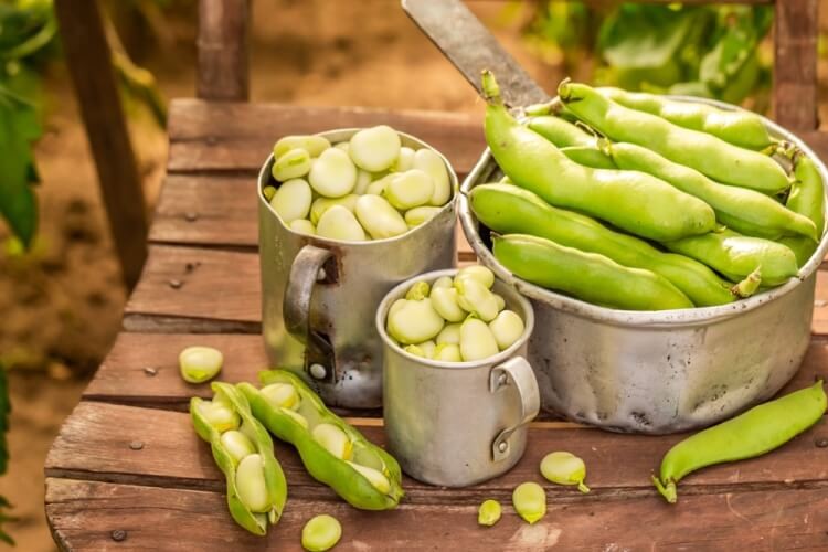 الفاكهة والأطعمة الممنوعة لمرضى أنيميا الفول