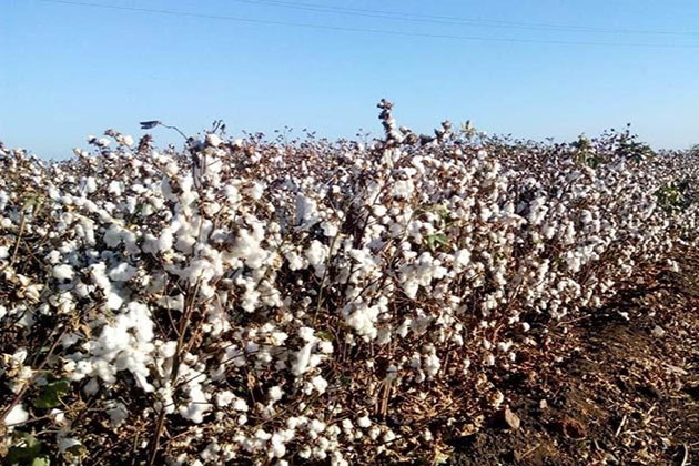 شاهد .. بعد التطوير منتجات الأقطان المصرية تستعيد الريادة