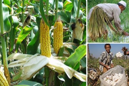 شاهد .. متحدث الزراعة : توفير تقاوي القطن والأرز والذرة بأسعار مخفضة للمزارعين