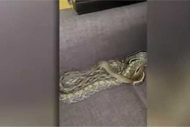 شاهد.. العثور على ثعبان ضخم داخل غرفة معيشة بولاية كاليفورنيا