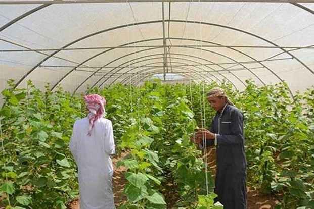 حقيقة تركيز اهتمام الدولة في تنفيذ مشروعات البنية التحتية على حساب زيادة الرقعة الزراعية