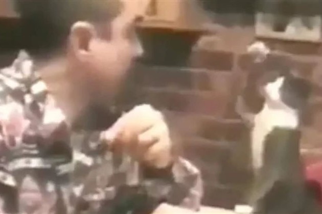 قطة تتحدث بلغة الإشارة مع صاحبها الأصم