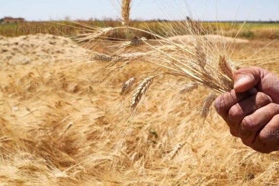 السعيد: 65% مستهدف رفع نِسَبْ الاكتفاء الذاتي من القمح إلى 65% بحلول عام 2025