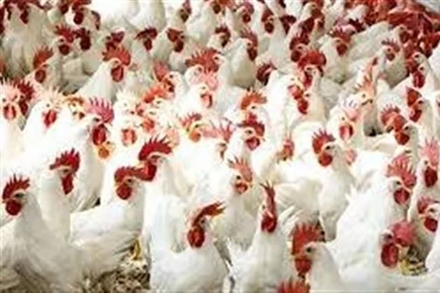 أسعار الدواجن والبيض اليوم السبت 14 مايو 2022