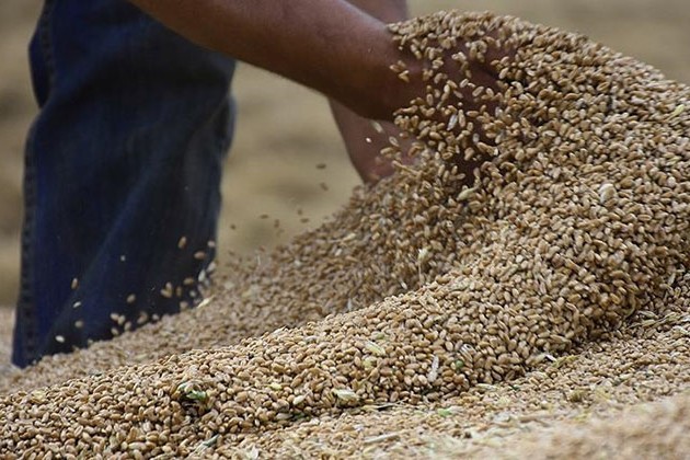 التموين: توريد 2 مليون و920 الف طن قمح محلي وسداد أكثر من 14مليار جنيه للمزارعين