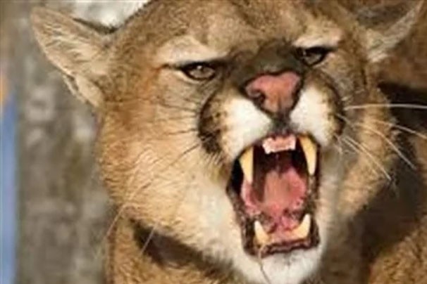 طفلة تنجو من هجوم أسد بري في أمريكا