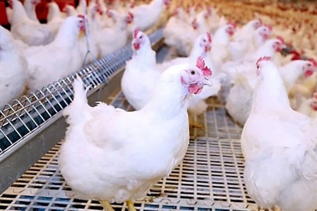 أسعار الدواجن اليوم الإثنين