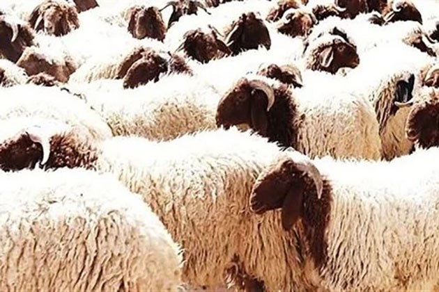 الضاني بـ90 جنيها.. أسعار اللحوم الحية بالأسواق قبل عيد الأضحى