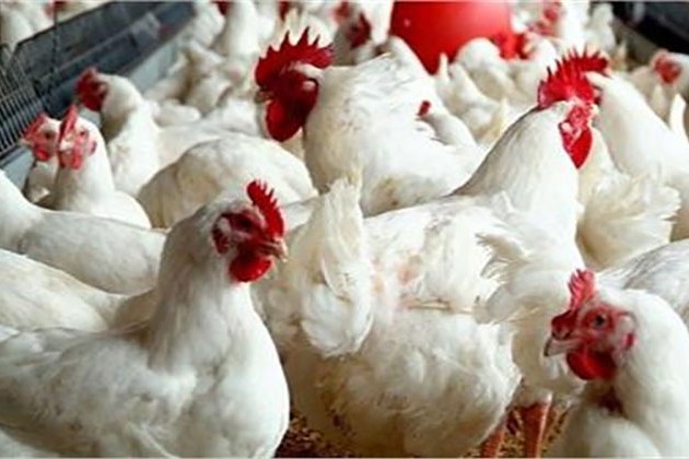 تراجع أسعار الدواجن بالأسواق.. اليوم الخميس