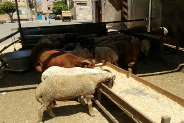 غرامة 3 آلاف جنيه.. الجيزة تحظر إقامة شوادر بيع الأضاحى فى الشوارع