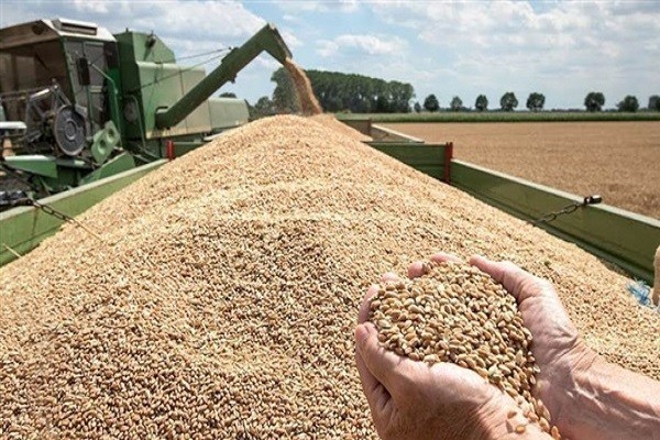واردات مصر من القمح في مارس الماضي تسجل 310 ملايين دولار