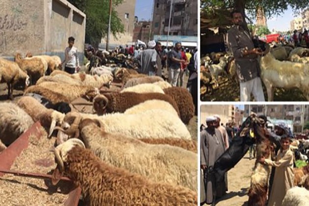 التنمية المحلية: حظر ذبح الأضاحي بالشوارع وغرامات للمخالفين