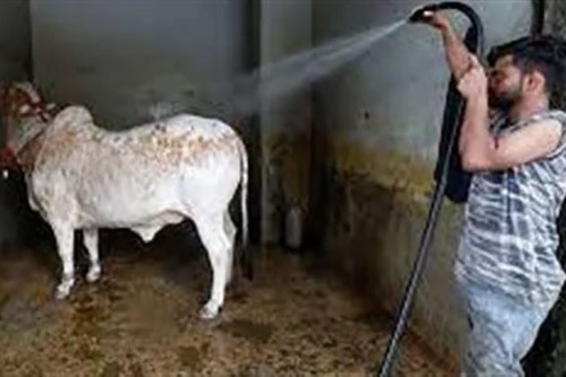 بسبب الحمى القلاعية.. أزمة كبيرة تواجه إندونيسيا في عيد الأضحى