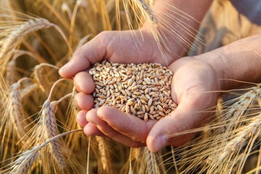 التموين تبت اليوم في عروض استيراد قمح من 5 دول