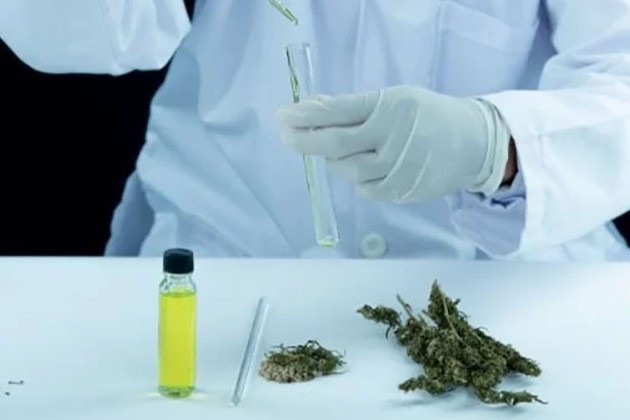 دراسة: الماريجوانا تعالج التدهور المعرفي المرتبط بمرض الزهايمر