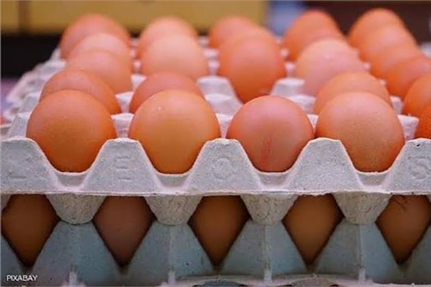 انخفاض أسعار البيض بأنواعه في الأسواق السبت 30 يوليو