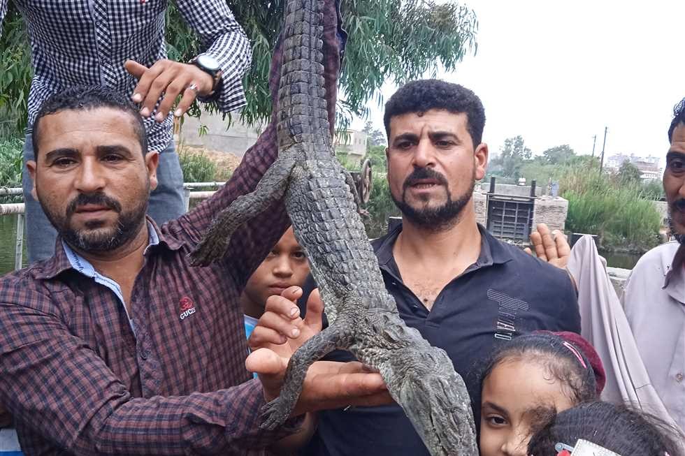 اصطياد تمساح من نهر النيل بدسوق