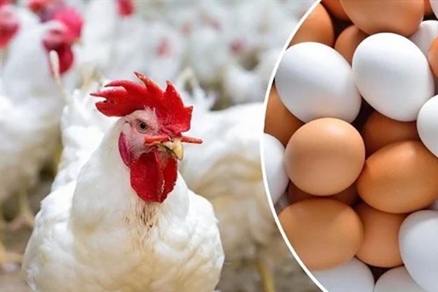 أسعار الدواجن والبيض اليوم الأحد