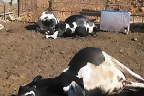 ضبط متهمين أثناء ذبح «بقرة» نافقة لبيعها للمواطنين بالمنيا