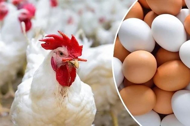 أسعار الدواجن والبيض اليوم الأربعاء