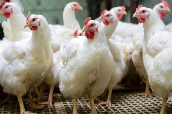 استقرار أسعار الدواجن اليوم الخميس بالأسواق
